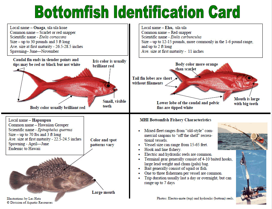 bottom fish guide card 2
