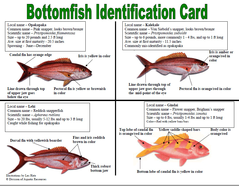 bottom fish guide card